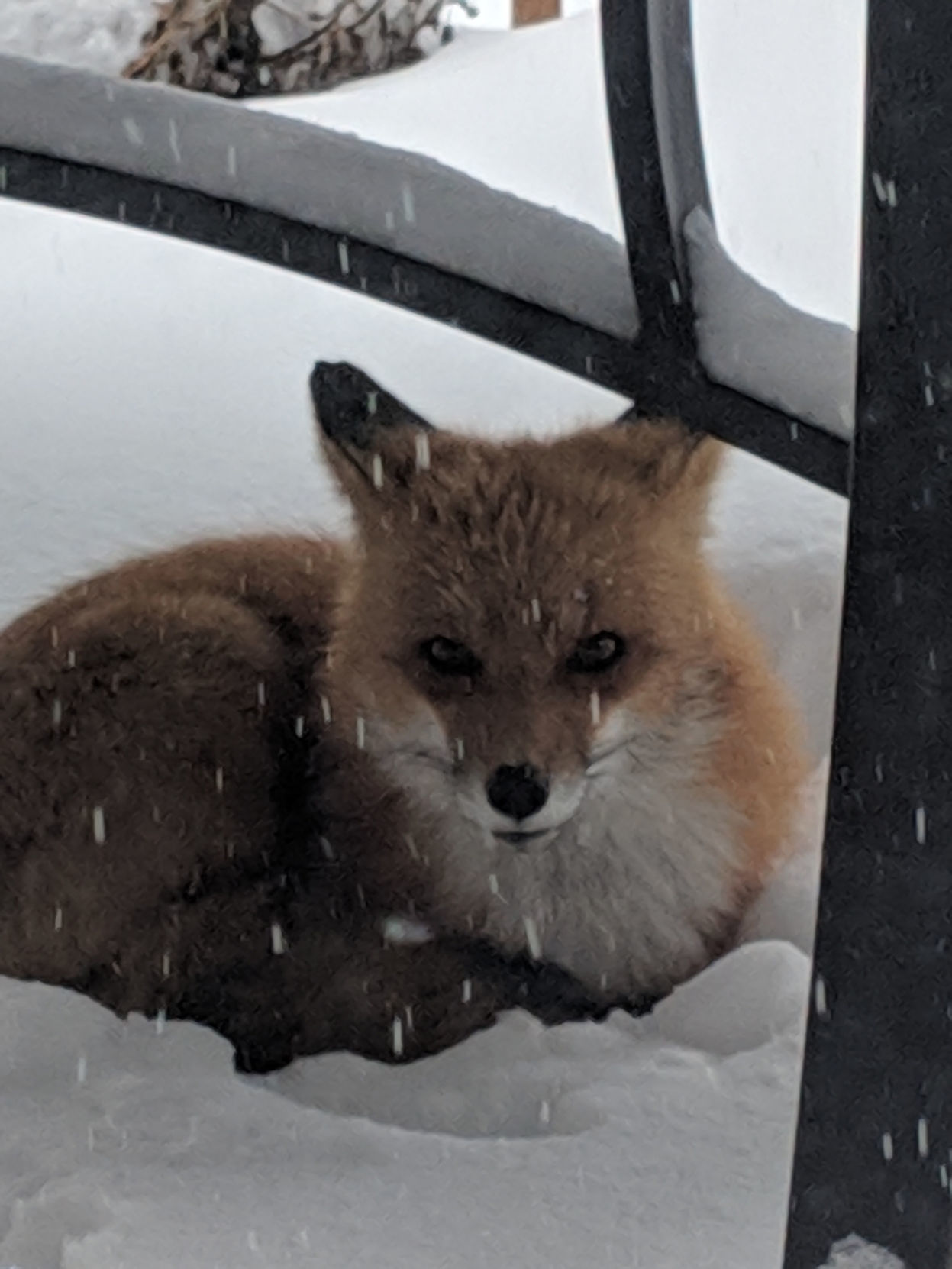 Robyn Coultrip: Fox in snow